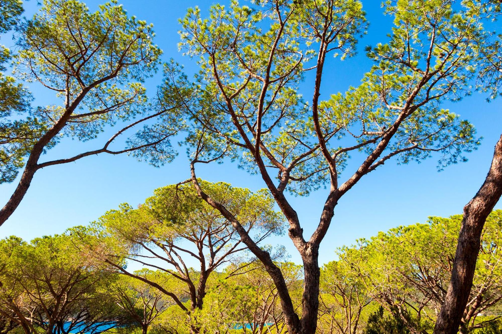 Camping Lacona Pineta กาโปลิเวรี ภายนอก รูปภาพ